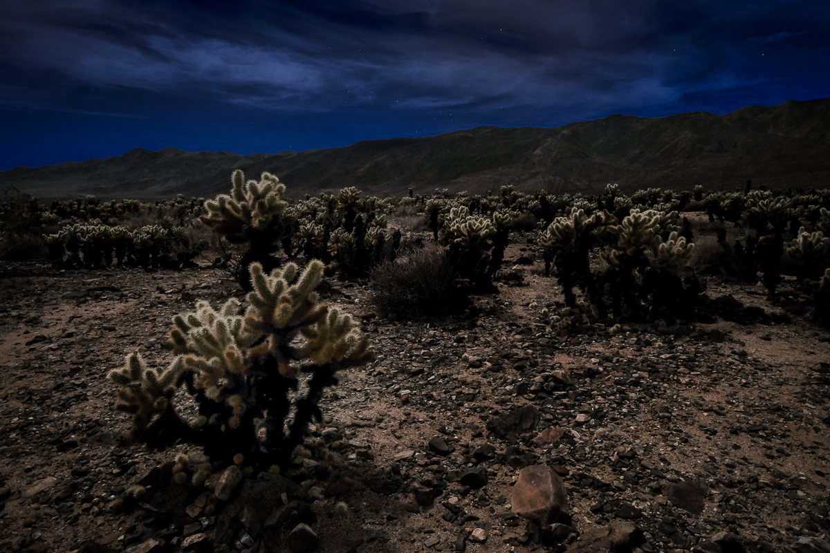 Joshua Tree Cholla Garden by Moonlight