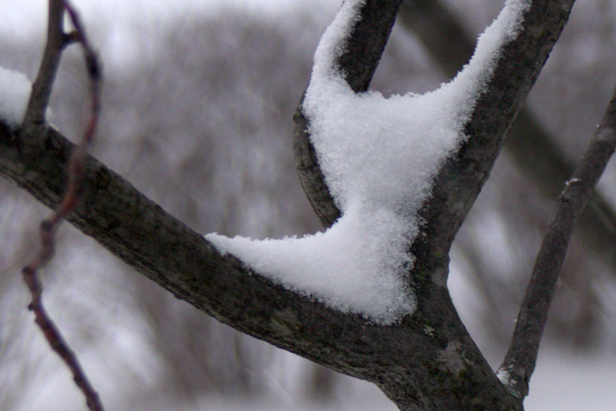 Snow Dancer