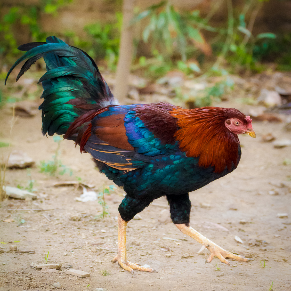 murderous rooster taking one last aim before attacking photographer