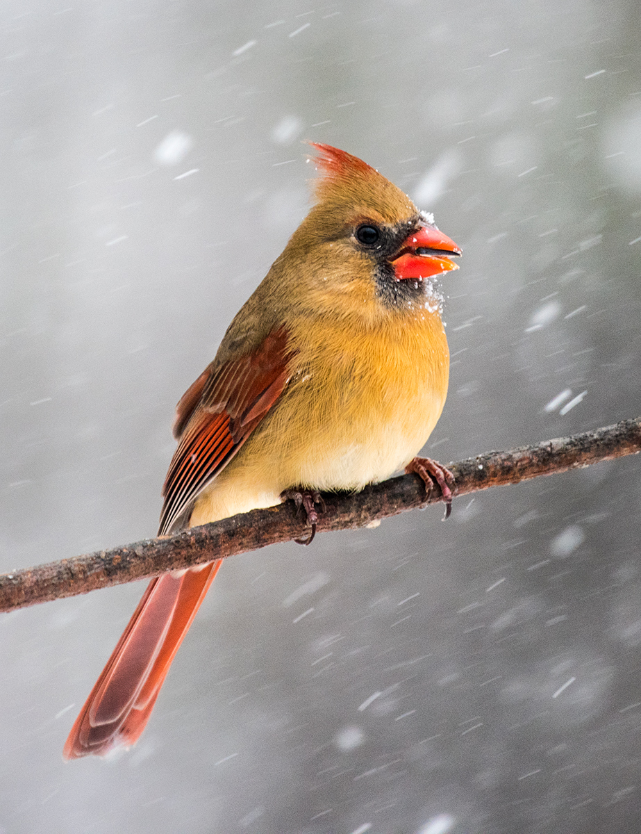 Winter Squall