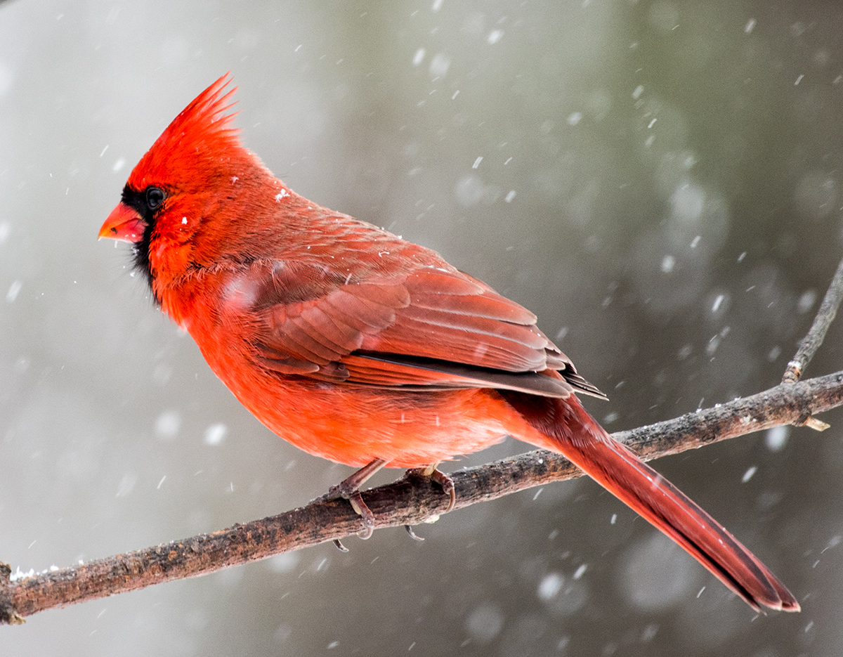 Papa Cardinal In The Snow