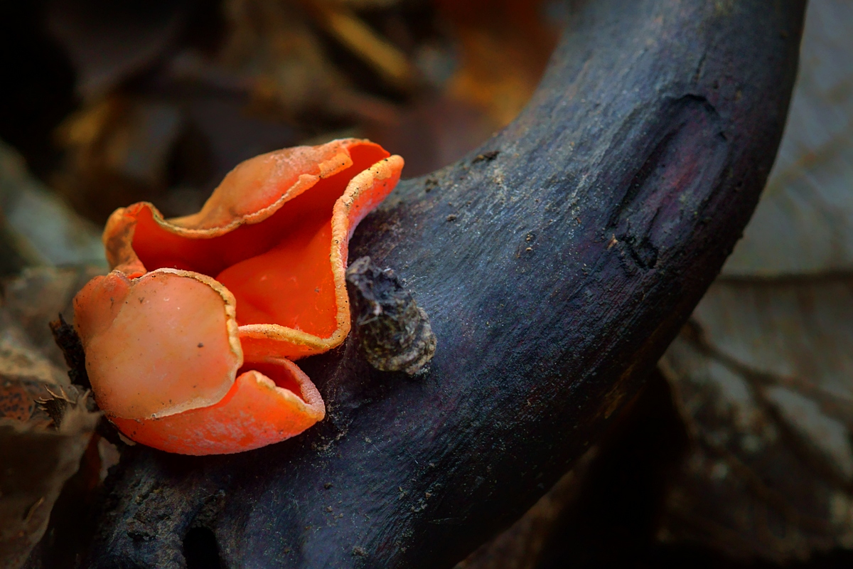 Scarlet Cup