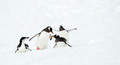 Four Frolicking Penguins!