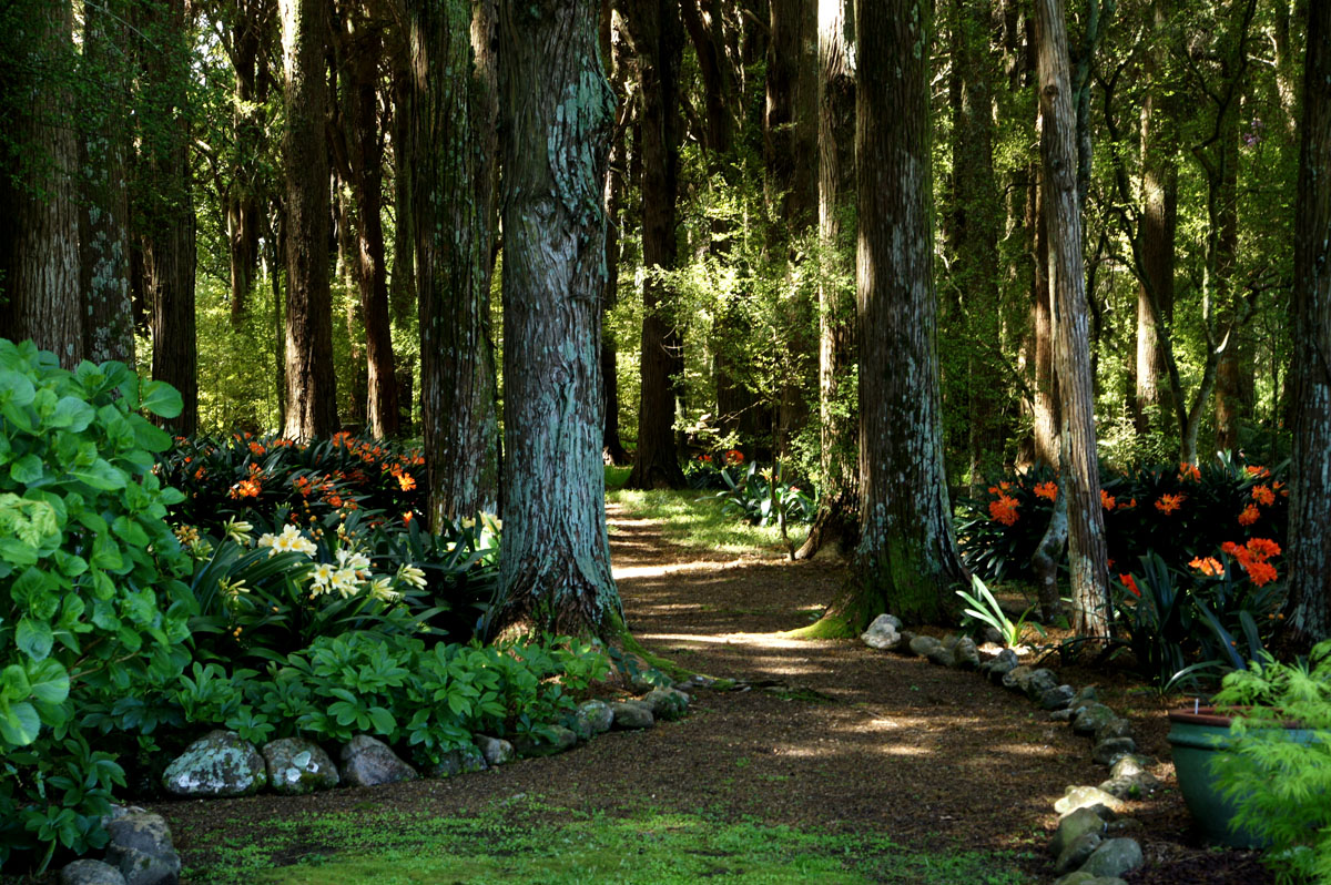 Behind the Hedges, a garden awaits