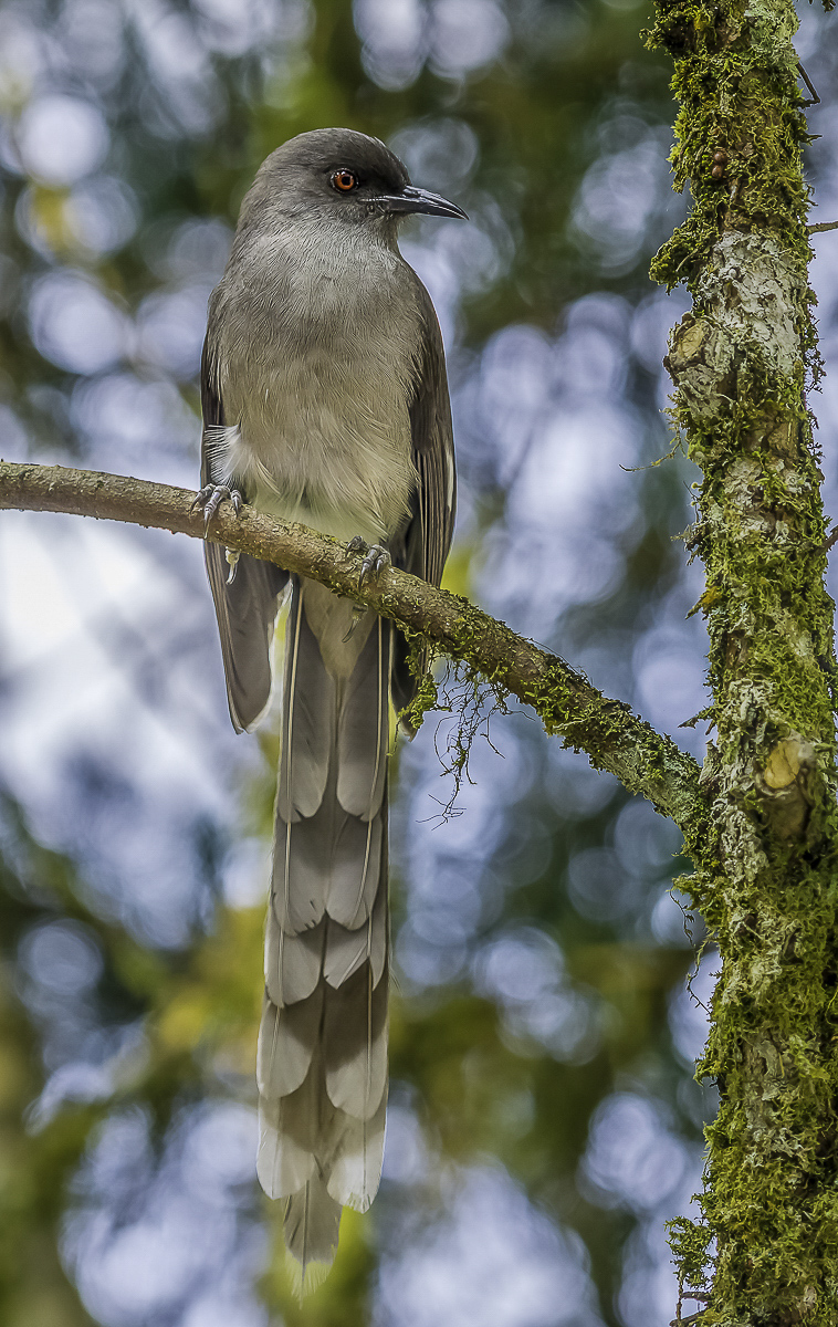 Nature Portrait