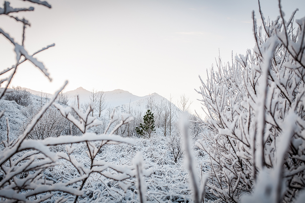 Winter in Iceland