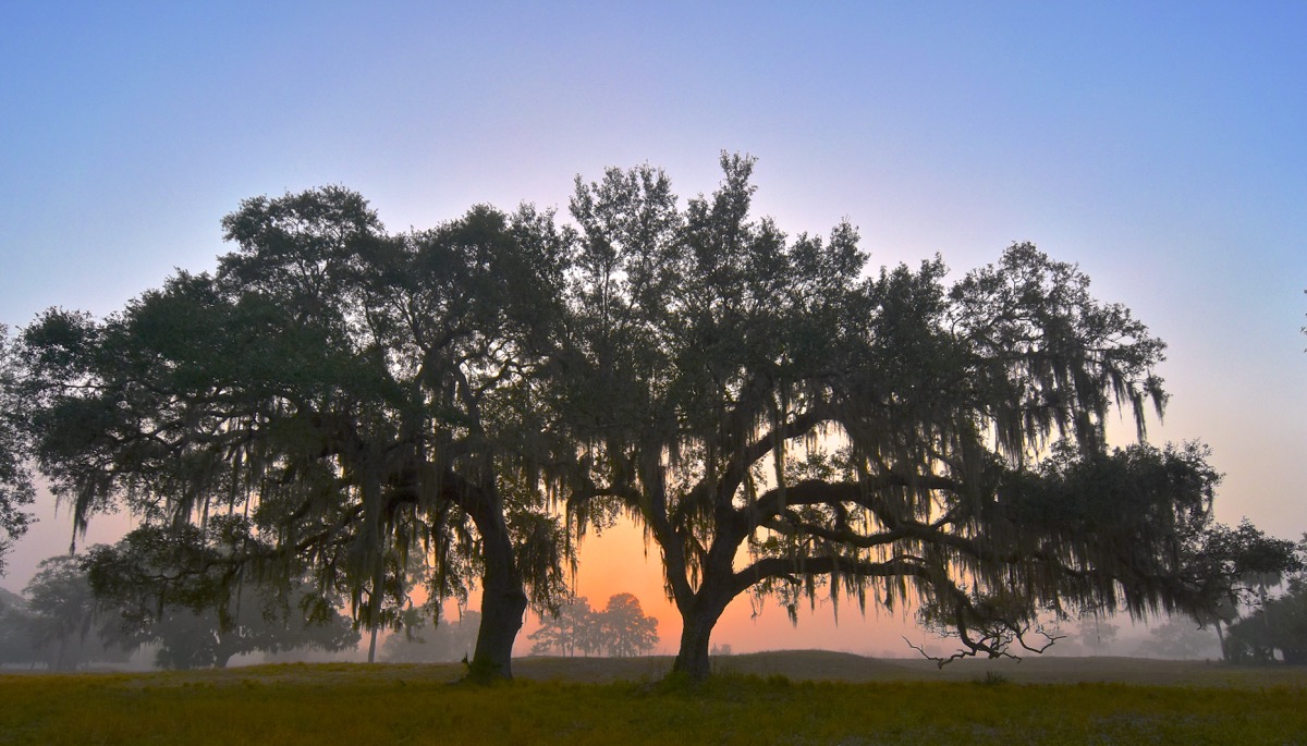 Foggy Dawn