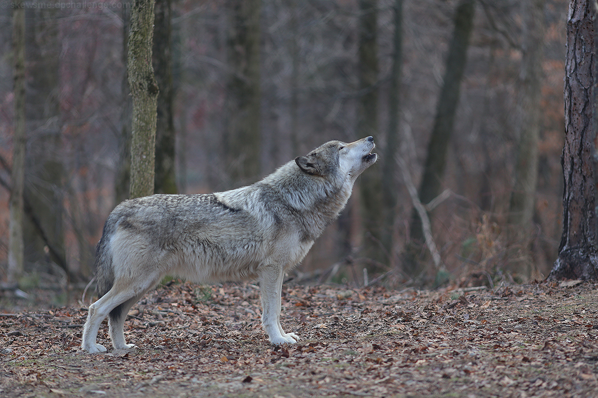 The cry of the lone wolf