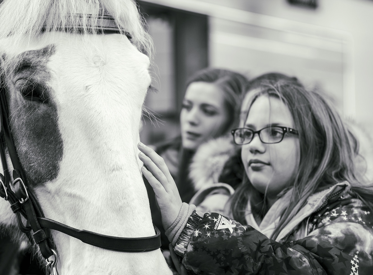 horse whisperer