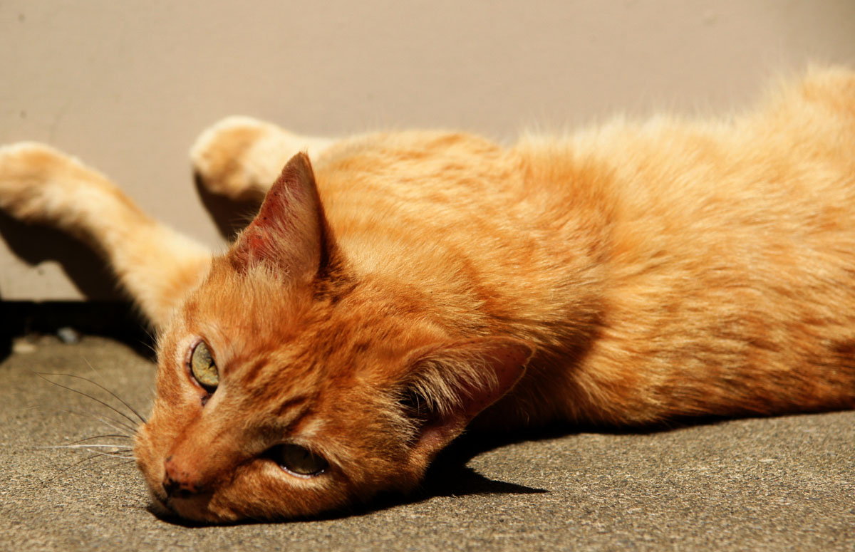 Ginger tom to food control. put choice porterhouse in my bowl