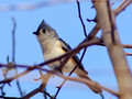 Tufted Titmouse
