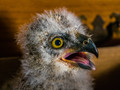 2-3wk old Baby Great Horned Owl