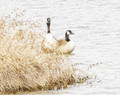 Geese in Waiting