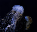 Japanese Sea Nettles