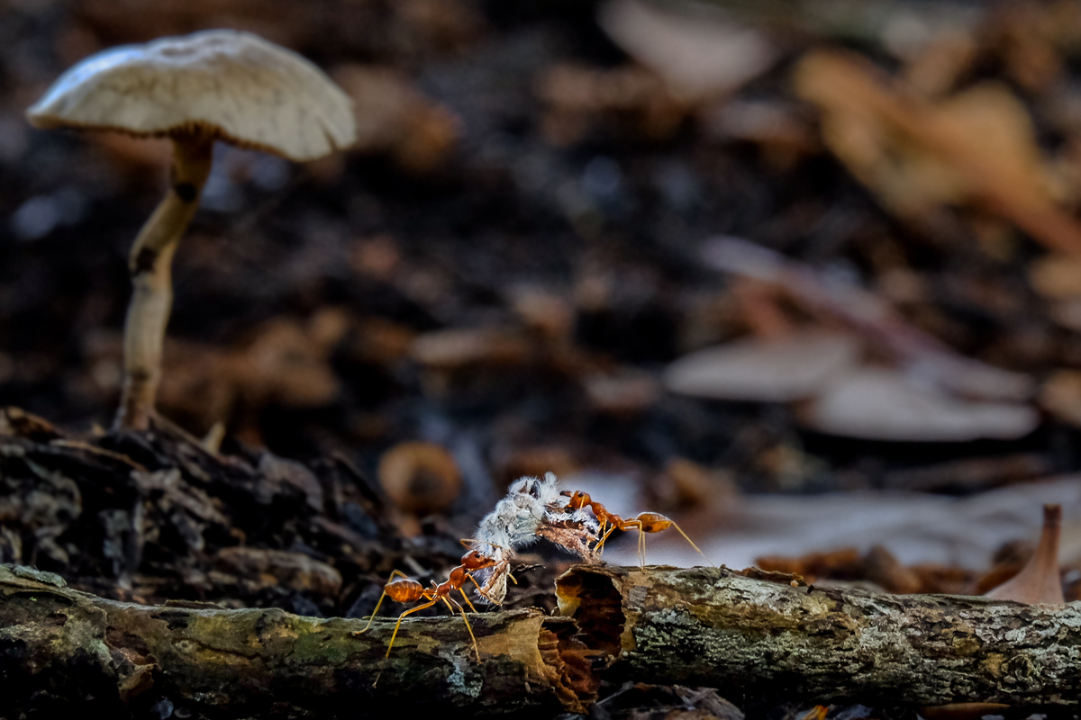 The Industrious World of Ants
