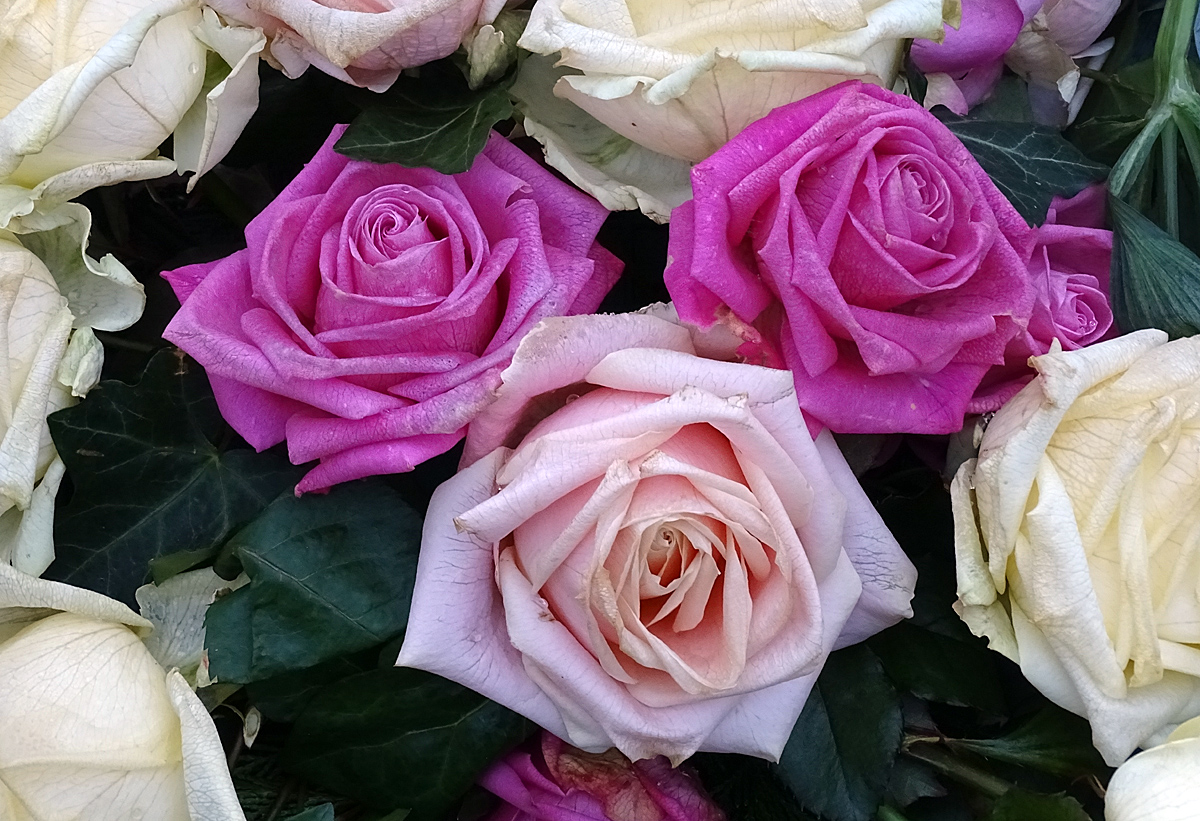 Pink Roses