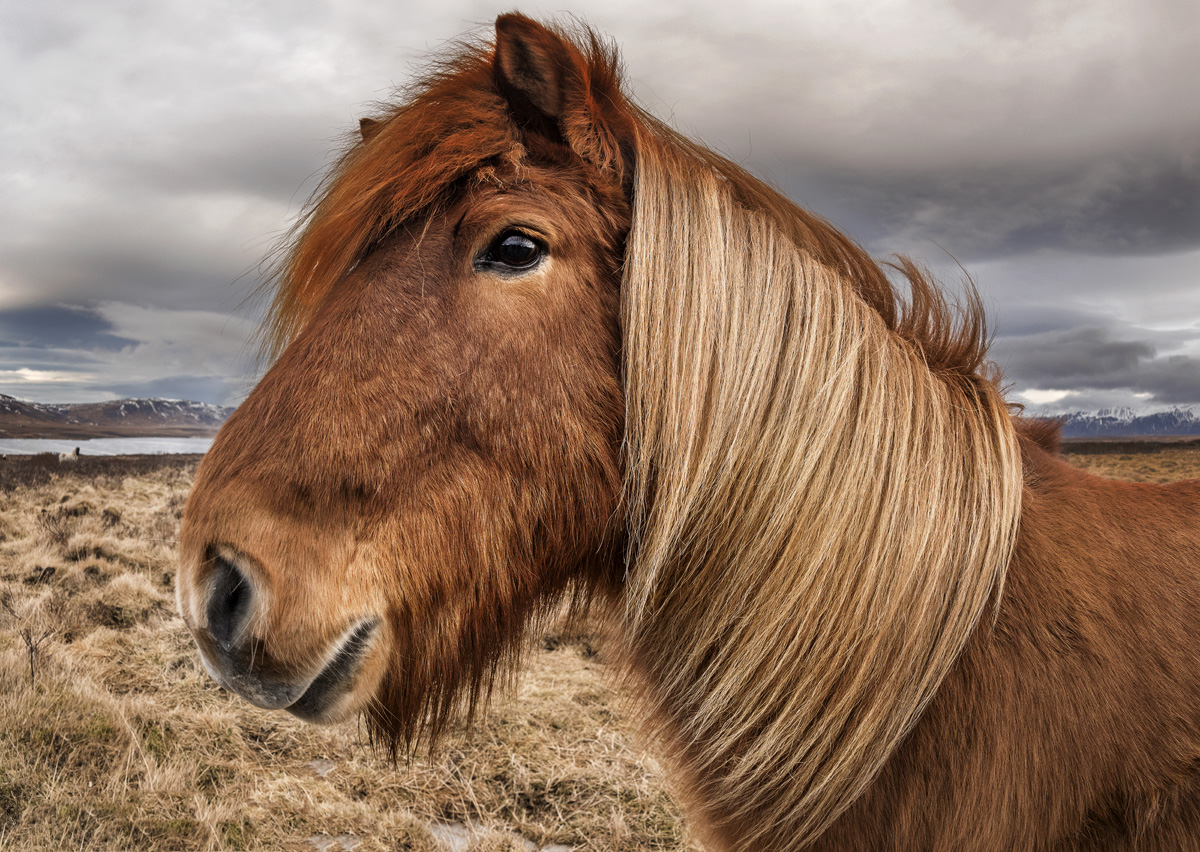 Icelandic horse