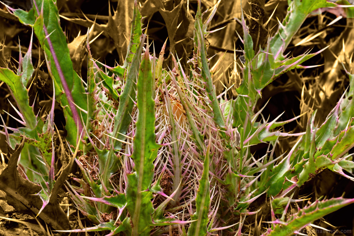 You can Whistle at this Thistle