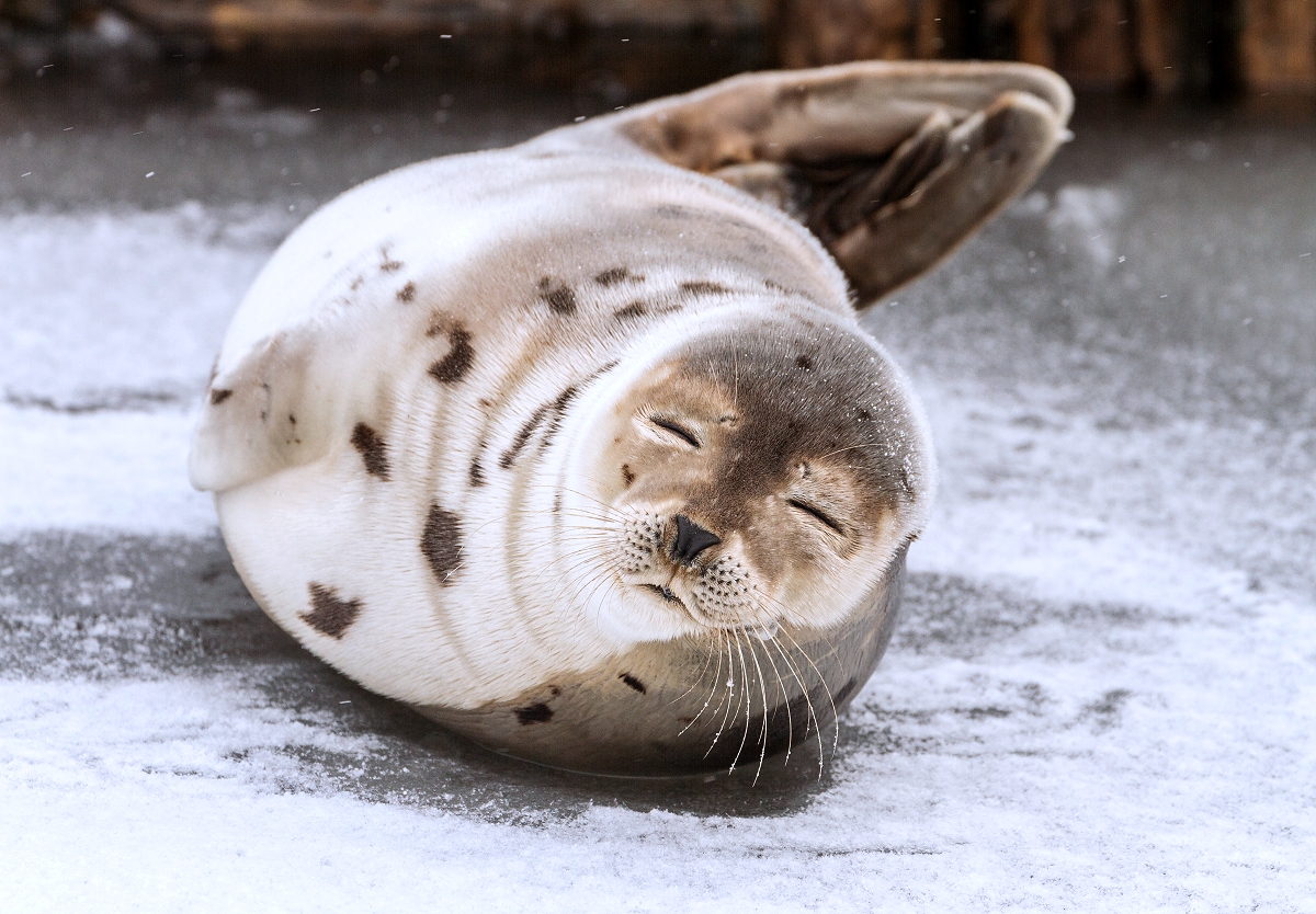 Harp Seal