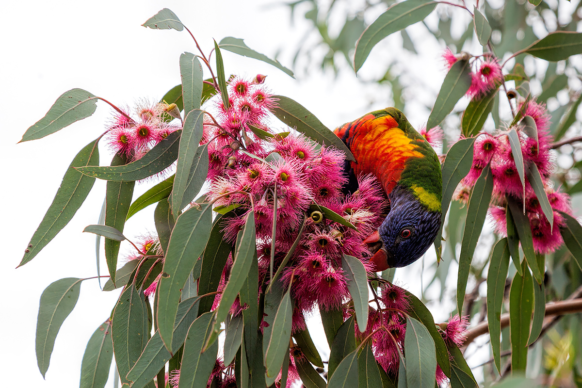 rainbow lorrikeet in the red ironbark