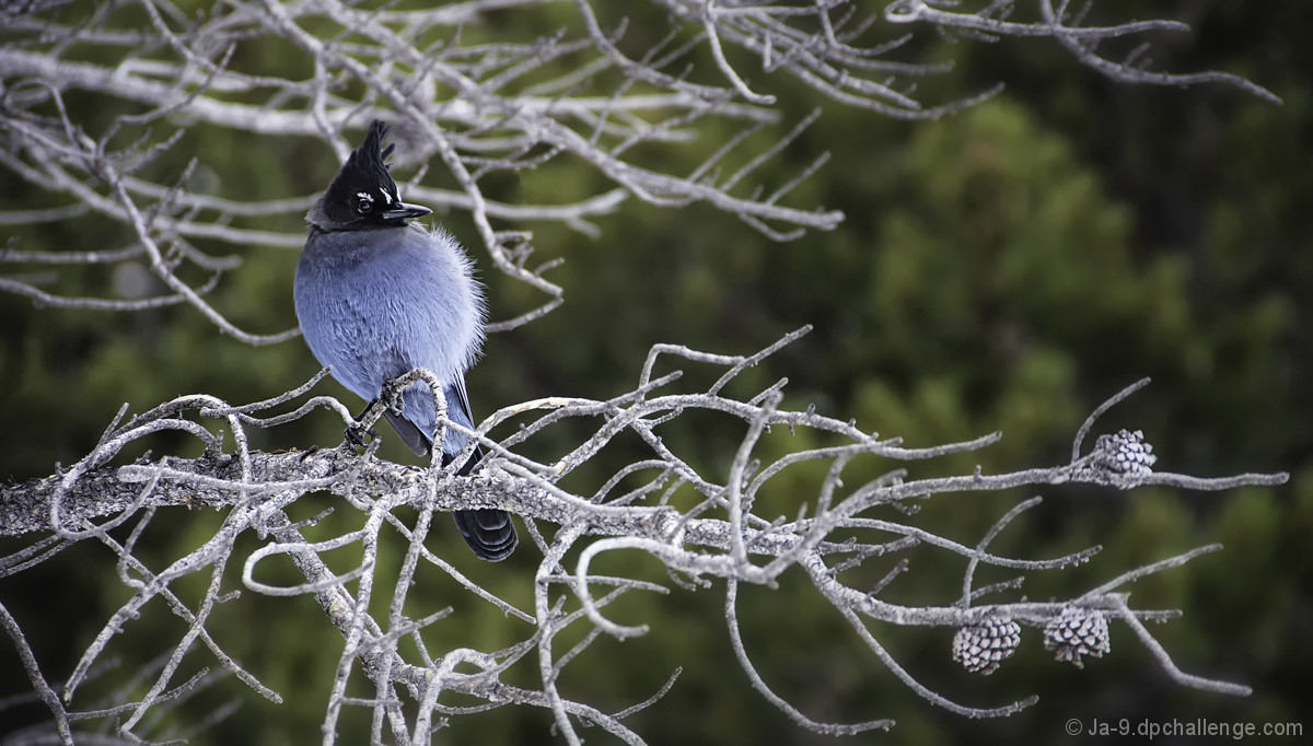 Stellar Jay