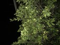 Branches of Love