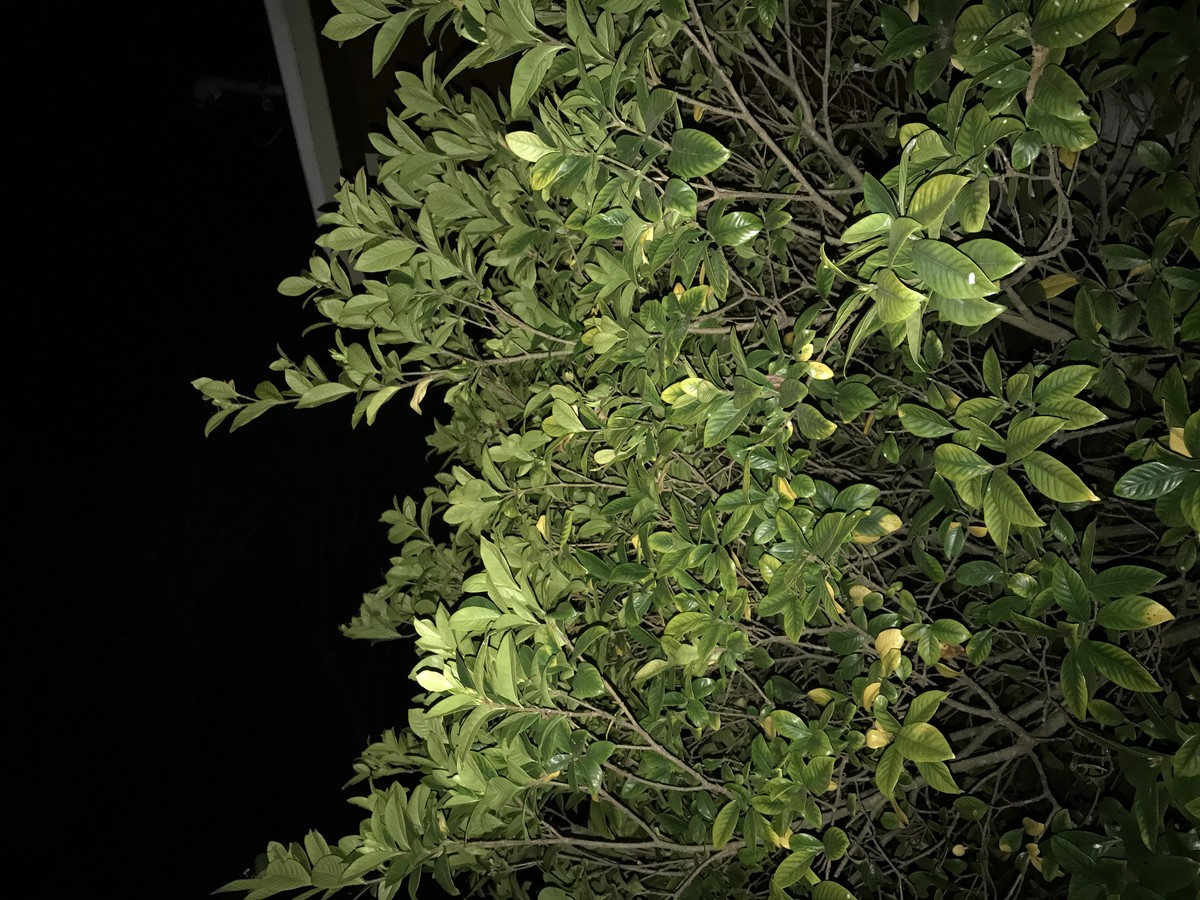Branches of Love