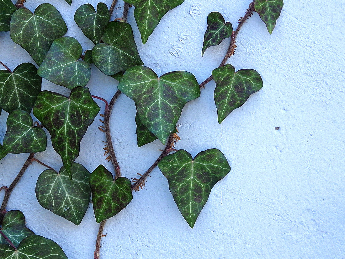 Green Hearts on a Vine