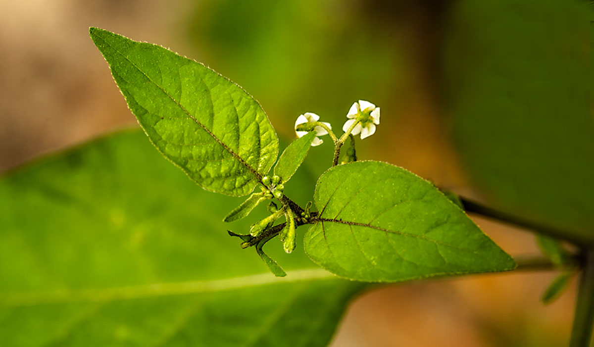 Nature's Heart