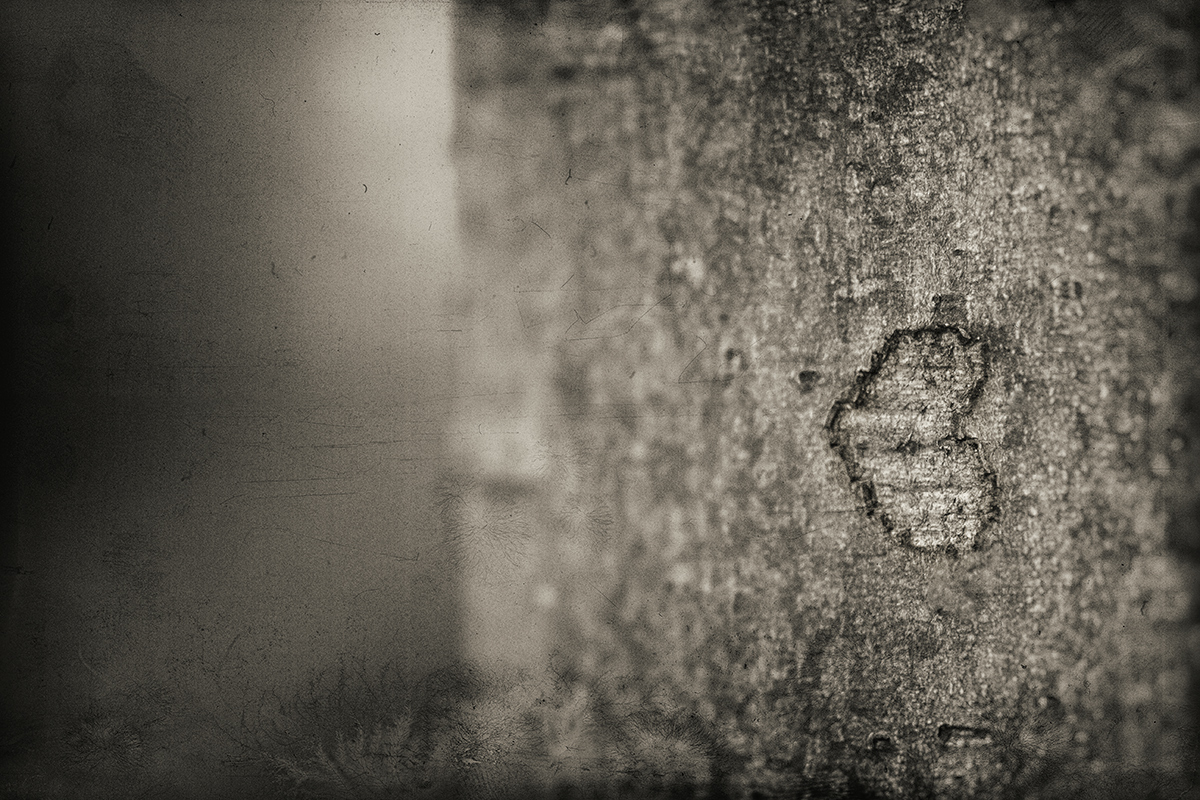 Love note from a tree.