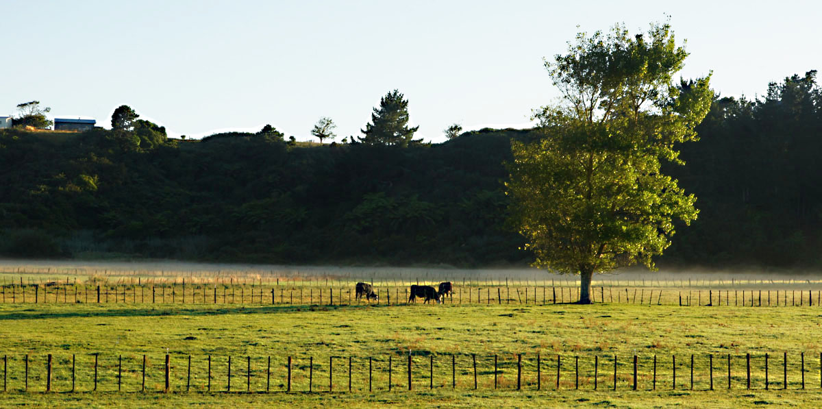 Summer morning scene