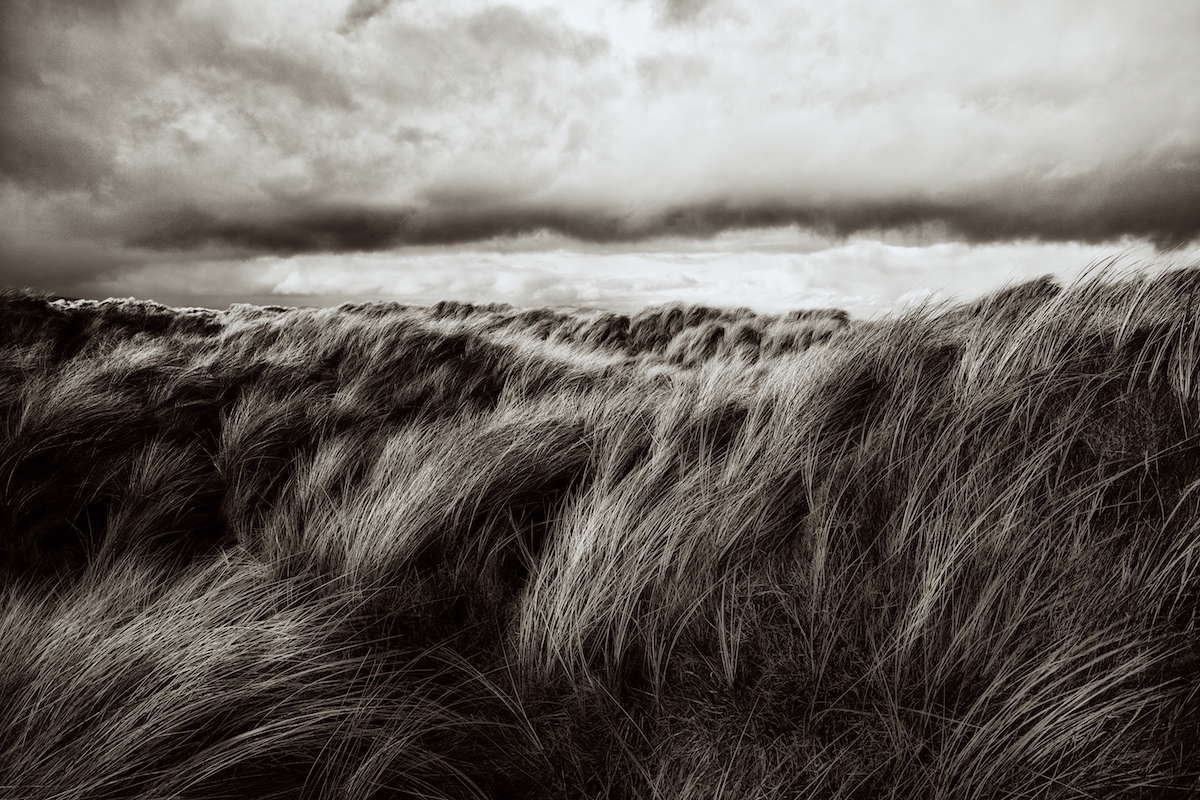 Dunes of grass