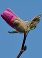 tulip tree (I think)