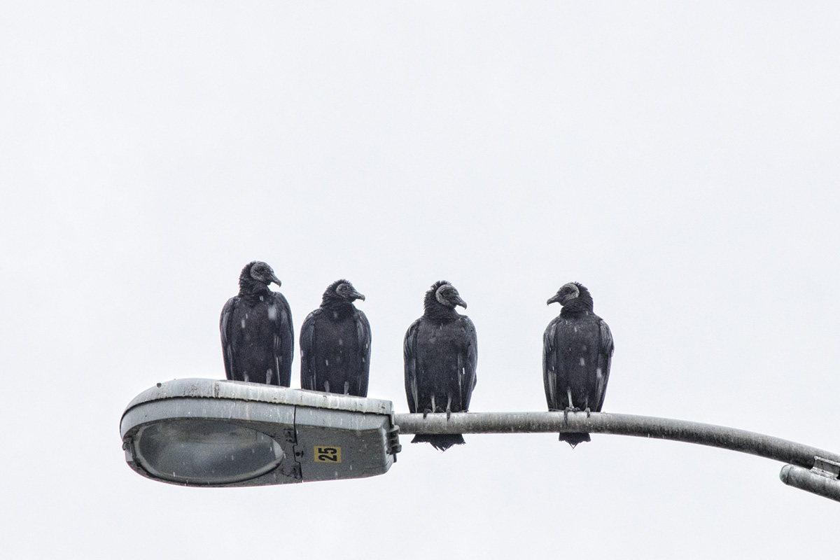 Parking Lot Security