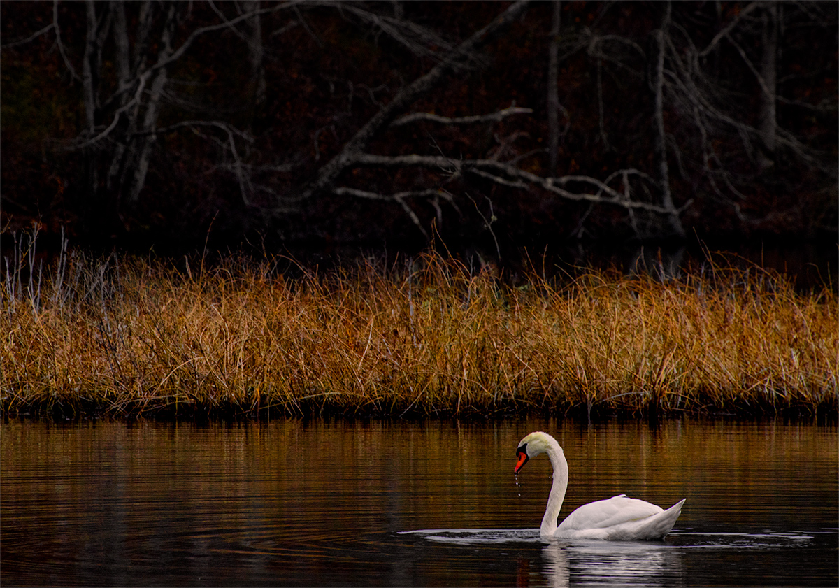 The Pond in the Wildwood