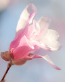 Tulip Tree