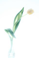 White tulip