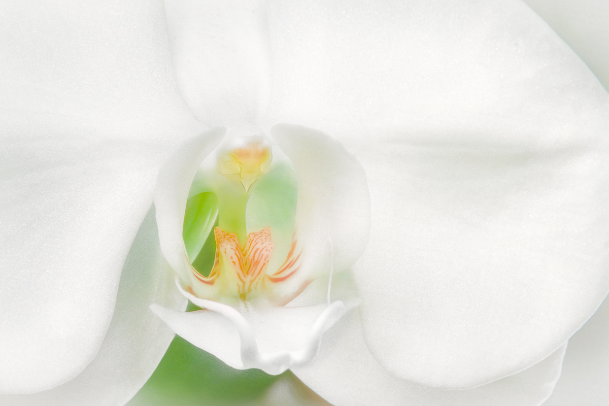 Botanical Wings