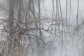 Foggy Reflections