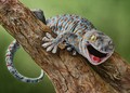 Happy Gecko