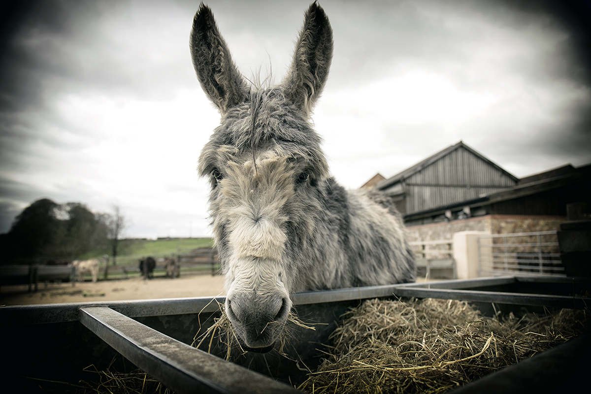 Eeyore