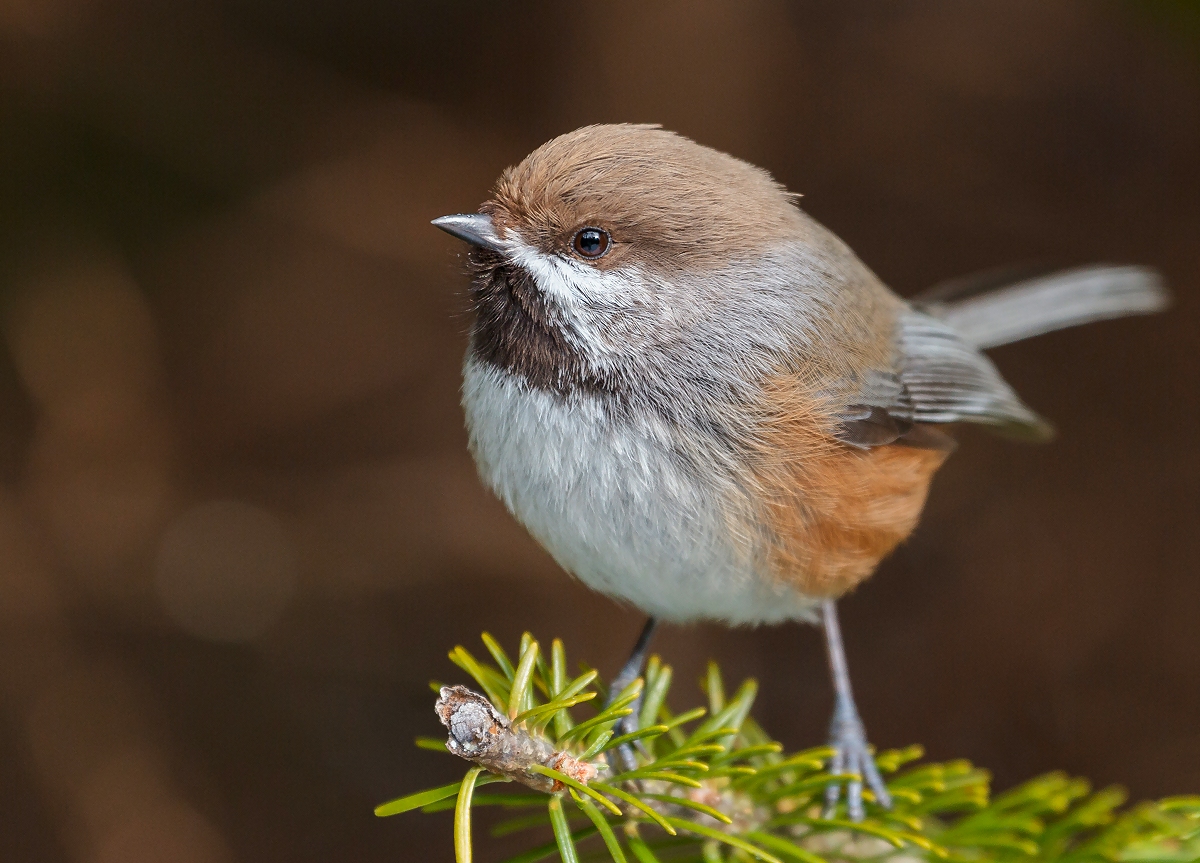 Boreal Chickadee