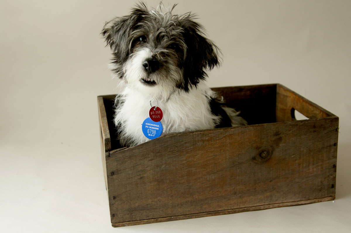 It's the DOGBOX for me. I piddled on the carpet, 