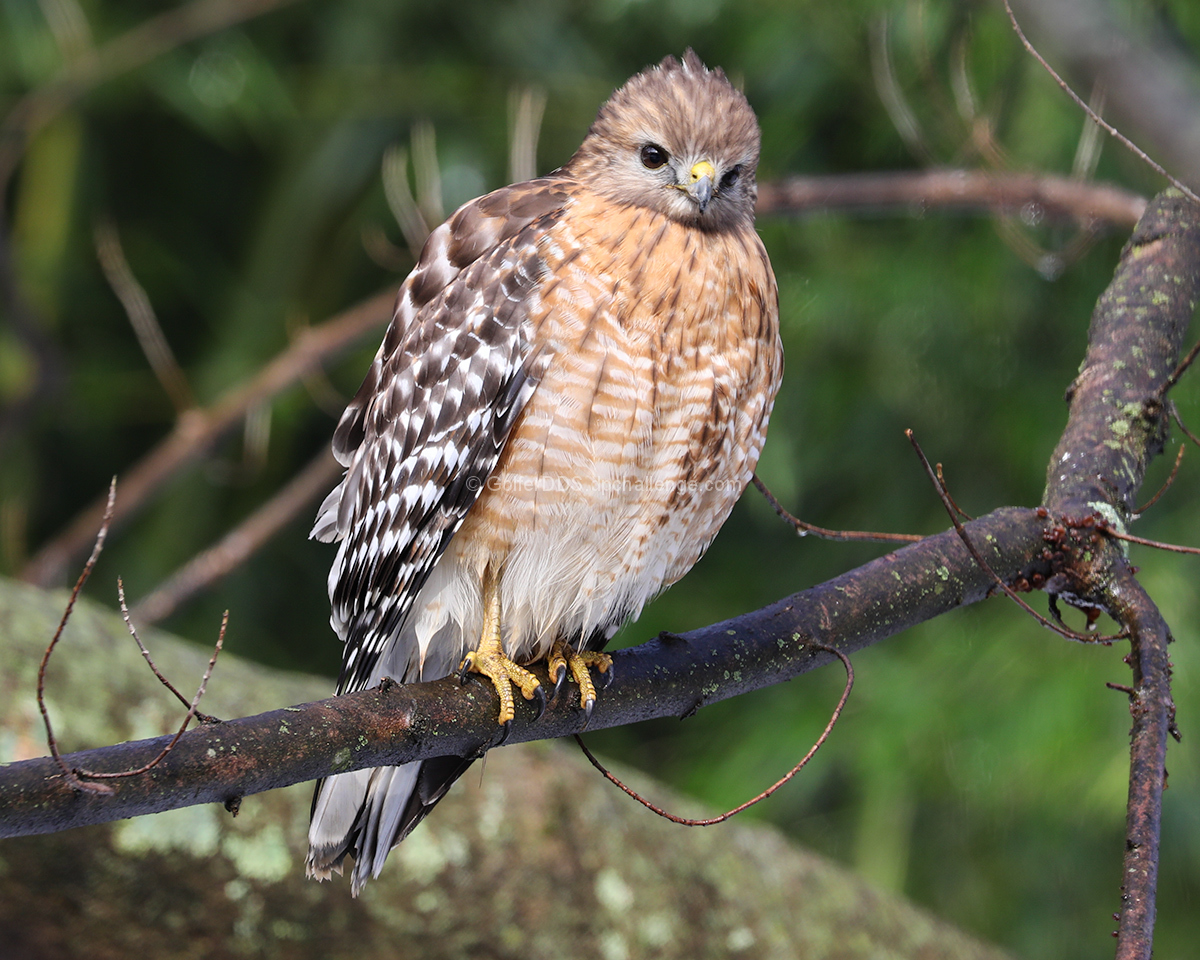 A Young Red Shouldered Hawk