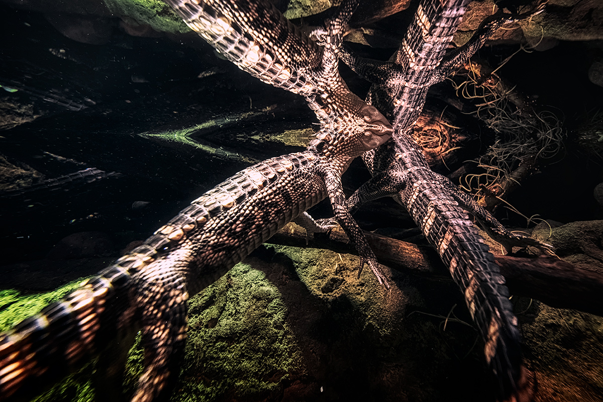 Things lurking beneath the surface