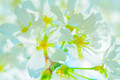 Cherry Blossom