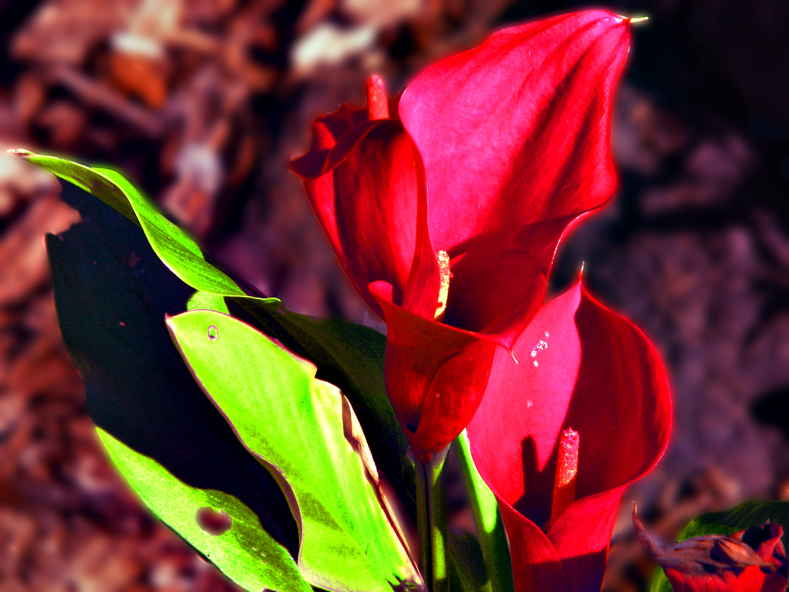 Red Calla