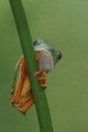 Indicator Species