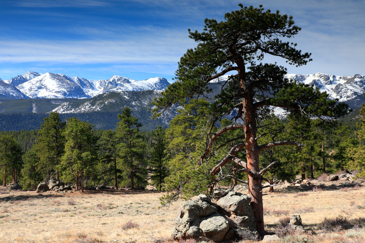 Nurse Rock provides Bonanza for Ponderosa Pine