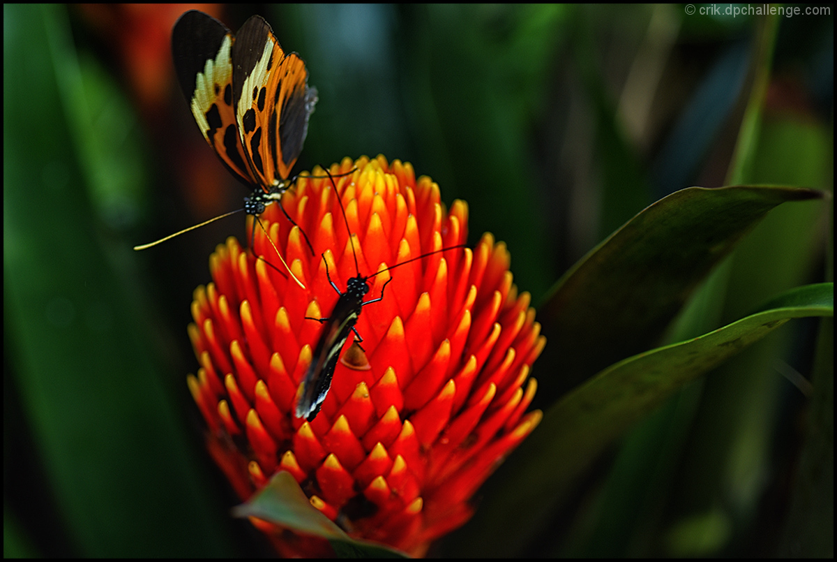 Fauna & Flora